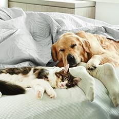 Pets on Bed