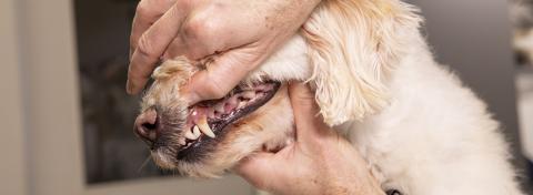 Dental Care for Dogs